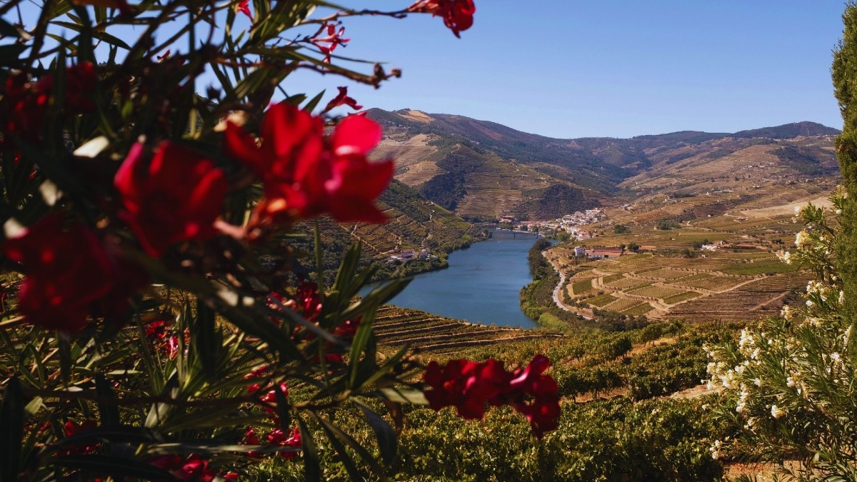 Three-Winery Douro Valley Tour from Porto | Cooltour Oporto | Cooltour ...