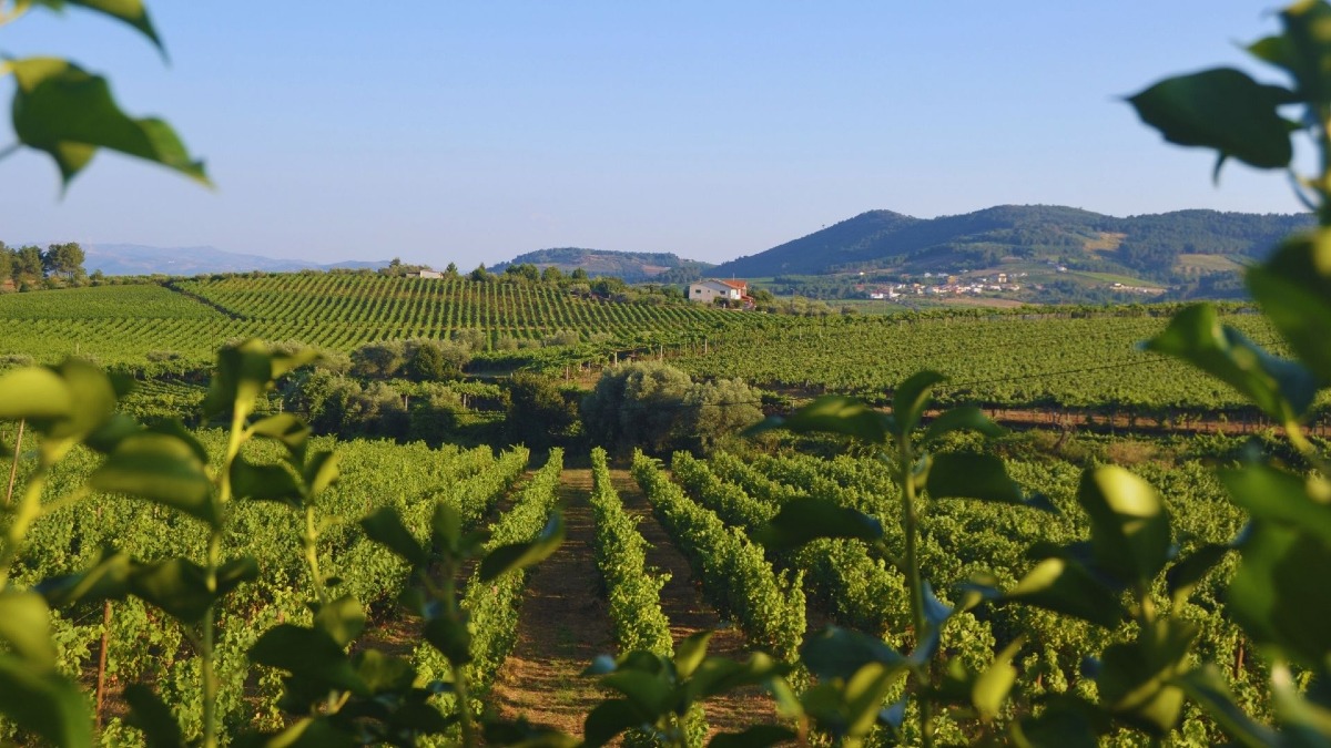 Almuerzo junto a los viñedos durante un tour por el Valle del Duero con Cooltour Oporto